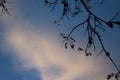 Sky, branches and shadows