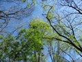 The sky through the branches of the trees