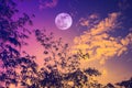 Sky with bright full moon over bamboo trees in the evening. Royalty Free Stock Photo