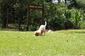 Dog in the grass in the park