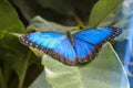 Sky butterfly, Morpho peleides, blue butterfly from Central America on a green leaf Royalty Free Stock Photo