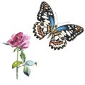 Sky butterfly in a wildlife and wildflower flower rose by watercolor style isolated.