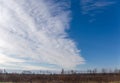 Sky with cirrus clouds over the sparse growth of trees