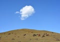 Sky cloud pasture horses