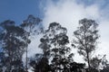 Sky and Clouds behind Treetops