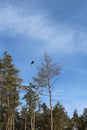 Sky. clouds. bird. crow. trees. coniferous tree Royalty Free Stock Photo