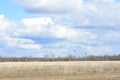 Sky, clouds. The ducks are flying. Trees and shrubs. Field. Forest. Rural view Royalty Free Stock Photo