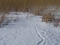 Reeds are waiting the birds to come and also the spring to come Royalty Free Stock Photo