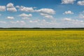 sky with clouds over a field covered with yellow flowers Royalty Free Stock Photo