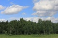 Sky with clouds and pine forest background