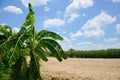 Sky and Cloudscape Background with banana tree Royalty Free Stock Photo