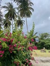 Sky through coconut palms and pink flowers with green foliage on a tropical summer day Royalty Free Stock Photo