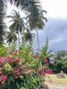 Sky through coconut palms and pink flowers with green foliage on a tropical summer day Royalty Free Stock Photo