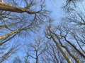 Sky dance of trees. Nature, spring