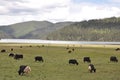 Sky far mountain and yak grazing on the grassland