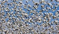 A Sky Filled With Snowgeese