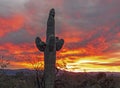 Sky On Fire Sunrise With Saguaro Cactus