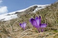 Sky flower, crocus, grass and snow in mountains Royalty Free Stock Photo