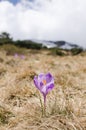 Sky flower, crocus, grass and snow Royalty Free Stock Photo