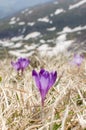 Sky flower, crocus, grass and snow Royalty Free Stock Photo