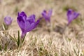 Sky flower, crocus, grass Royalty Free Stock Photo