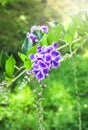 Sky flower or Golden dew drop or Pigeon berry or Duranta, purple flowers