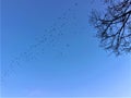 Sky, flying birds, bare tree, freedom and eternity