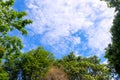 Sky in the foreground is a small tree, a big tree Royalty Free Stock Photo