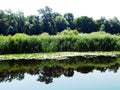 Wetland vegetation in two layers of real and reflective on surface of pond Royalty Free Stock Photo