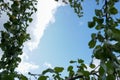 Sky framed by Apple branches