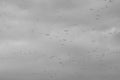 Sky full of birds. Royalty Free Stock Photo