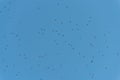 Sky full of birds Royalty Free Stock Photo