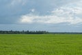 Sky and grass background, fresh green fields under the blue sky in summer Royalty Free Stock Photo