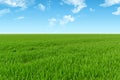 Sky and grass background Royalty Free Stock Photo