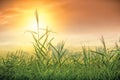 Sky and Grass Royalty Free Stock Photo