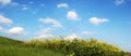 Sky And Grass - wide view Royalty Free Stock Photo