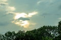 The sky with green stalks and black clouds behind the leaves is a beautiful day