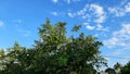 Sky image , tree image
