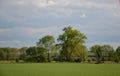 Spring landscape with a field of big old black poplars. Fertile fields by the river Elbe in the Czech Republic lush green color Royalty Free Stock Photo