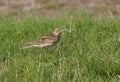 Sky lark