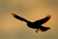 Sky Lark Alauda arvensis flying over the field against the sun. Brown bird captured in flight