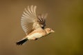 Sky Lark (Alauda arvensis) Royalty Free Stock Photo