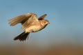 Sky Lark Alauda arvensis flying over the field with brown and blue backgrond. Brown bird captured in flight enlightened by eveni