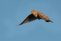 Sky Lark (Alauda arvensis) Royalty Free Stock Photo