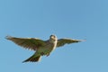 Sky Lark Alauda arvensis flying over the field with brown and blue backgrond. Brown bird captured in flight Royalty Free Stock Photo