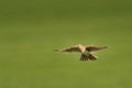 Sky Lark Alauda arvensis flying over the field with brown and blue backgrond. Brown bird captured in flight Royalty Free Stock Photo