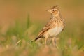 Sky Lark (Alauda arvensis) Royalty Free Stock Photo