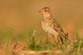 Sky Lark (Alauda arvensis)