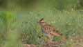 Sky Lark sitting in the grass.