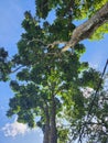 Sky light under the tree Royalty Free Stock Photo